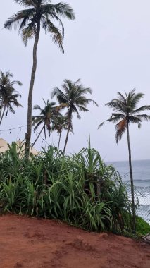 Beach with palm trees and blue water