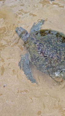 Elleri nasırlı, tatlı su kaplumbağasını sevgiyle tutan yaşlı kadının yakın çekimi..