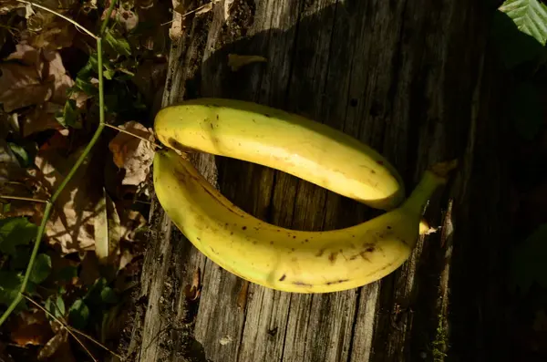 Bananas Amarelas Jardim — Fotografia de Stock