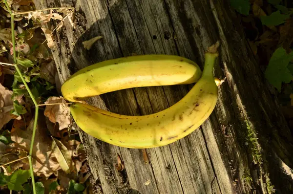 Reife Gelbe Süße Banane Auf Einem Baumstamm — Stockfoto