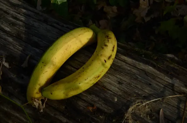 Fim Acima Tiro Uma Banana Tronco Árvore — Fotografia de Stock