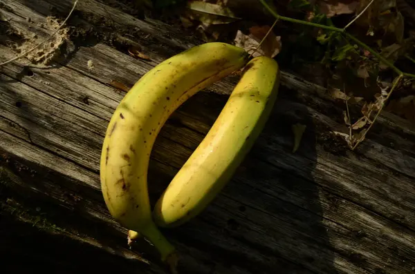 Żółty Banan Ogrodzie — Zdjęcie stockowe
