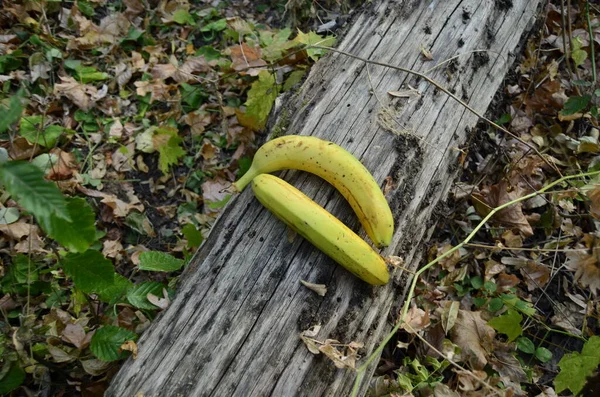 Banana Amarela Árvore — Fotografia de Stock
