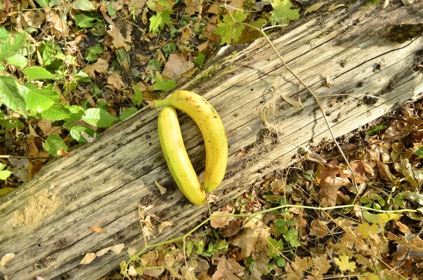 Bananas Amarelas Verdes Árvore — Fotografia de Stock