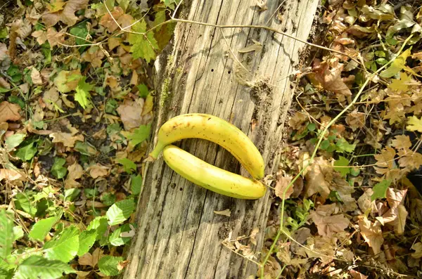 Banana Amarela Verde Árvore — Fotografia de Stock