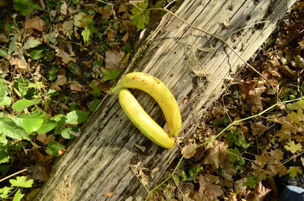 Banana Amarela Jardim — Fotografia de Stock