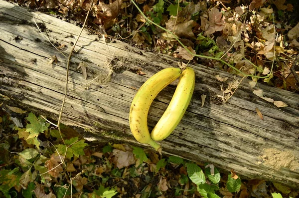 Μπανάνα Στο Παλιό Ξύλινο Φράχτη Στο Δάσος — Φωτογραφία Αρχείου