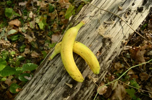 Κίτρινες Μπανάνες Στο Έδαφος — Φωτογραφία Αρχείου