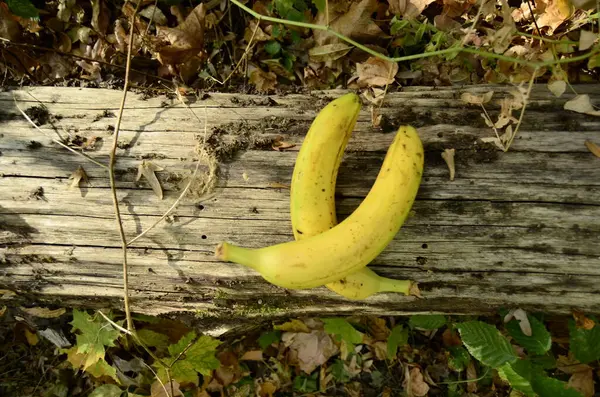 yellow bananas lying on an old tree