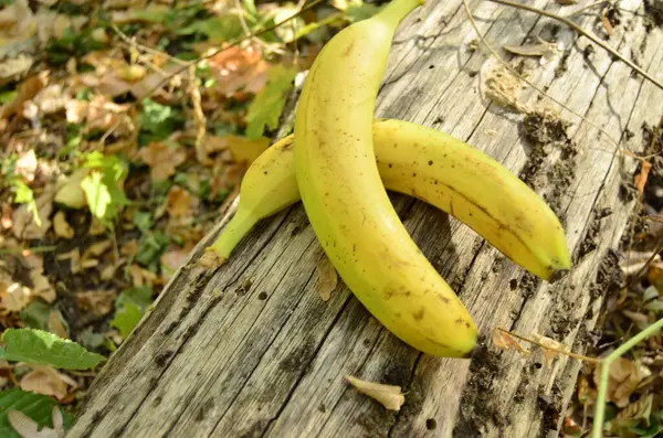 Φρούτα Μπανάνα Στο Έδαφος Στον Κήπο — Φωτογραφία Αρχείου