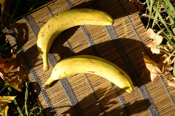 Φρέσκες Μπανάνες Στον Κήπο — Φωτογραφία Αρχείου
