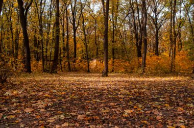 Sonbahar manzarası. Parktaki parlak renkli ağaçlar. Güzel bir sonbahar günü. sonbahar yaprakları.
