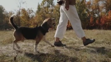 Parkta köpek gezdiren bir kadın. Beagle. Sonbahar parkında evcil hayvanla neşeli bir yürüyüş. İnsanlar ve parkta yürüyen bir köpek. Beagle. Ağır çekim. Kyiv 2019 Yüksek Kaliteli FullHD görüntüleri 