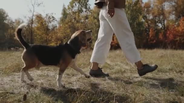 在公园遛狗的女人比格尔和宠物愉快地漫步在秋天的公园里 在公园里散步的人和狗比格尔慢动作Kyiv 2019高质量Fullhd镜头 — 图库视频影像