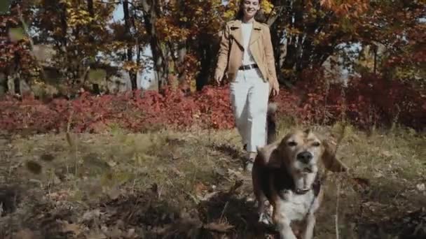 这只狗领着主人穿过一个漂亮的秋天公园 一个女孩和一只狗在秋天的公园里散步 比格尔秋天 慢动作Kyiv 2019慢动作 优质Fullhd影片 — 图库视频影像