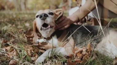 Kapatın. Güzel bir Beagle portresi. Bir kız güzel bir av köpeğini elle okşar. Beagle. Köpek insanın en iyi dostudur, hayvanları sever. Ağır çekim. Kyiv 2019 Yüksek Kaliteli FullHD görüntüleri