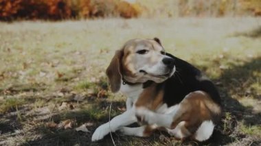 Kapatın. Güzel bir Beagle portresi. Pençesini karnının altına sürtmüş. Beagle. Köpek insanın en iyi dostudur, hayvanları sever. Ağır çekim. Kyiv 2019 Yüksek Kaliteli FullHD görüntüleri