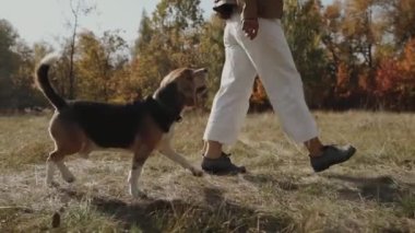 Parkta köpek gezdiren bir kadın. Beagle. Sonbahar parkında evcil hayvanla neşeli bir yürüyüş. İnsanlar ve parkta yürüyen bir köpek. Beagle. Ağır çekim. Kyiv 2019 Yüksek Kaliteli FullHD görüntüleri 