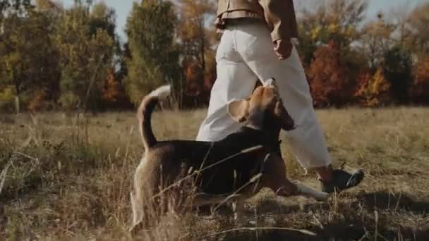 Κλείσε Γυναίκα Που Περπατάει Σκύλο Στο Πάρκο Μπιγκλ Χαρούμενη Βόλτα — Αρχείο Βίντεο