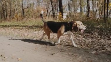 Köpek parkta tek başına yürür. Sonbahar parkında evcil hayvanla neşeli bir yürüyüş. Parkta yürüyen bir köpek. Beagle. Ağır çekim. Kyiv 2019 Yüksek Kaliteli FullHD görüntüleri 