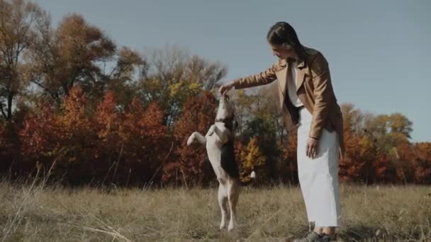 可愛い娘が犬を訓練している ビーグルは彼の後ろ足に立ってジャンプします ビーグルだ 秋のコンセプト 犬は人間の親友であり 動物への愛です キエフ ウクライナ2019 — ストック動画