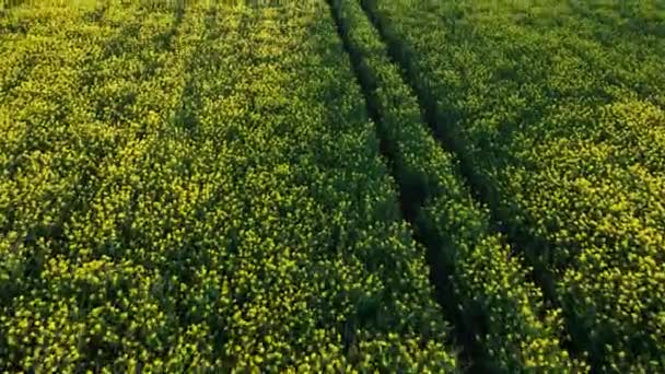 Scénický Pohled Poklidné Zemědělské Prostředí Venkovské Pole Žlutá Úroda Vysoce — Stock video