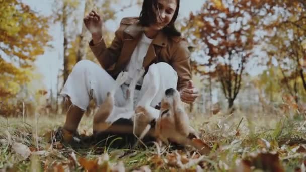 一个女孩在草地上和她的狗玩耍 比格尔这只狗躺在他的背上 哭泣着 摇晃着 狗是人类最好的朋友 对动物的爱 慢镜头 — 图库视频影像