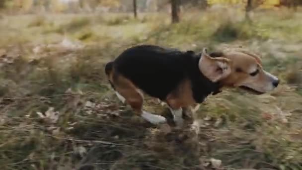 Beagle Dog Running Grassy Meadow Slow Motion 120 — Stock Video