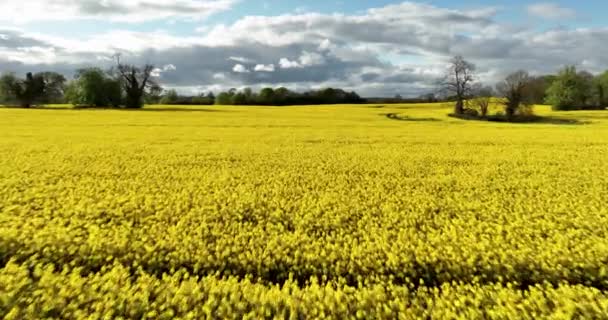 Luchtfoto Scenic Visie Een Vreedzame Agrarische Omgeving Platteland Gele Oogst — Stockvideo