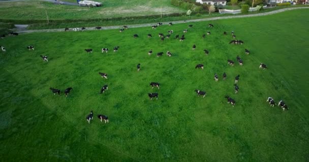 Paisaje Agrícola Con Vacas Pastando Prado Verde Irlanda Imágenes Alta — Vídeo de stock