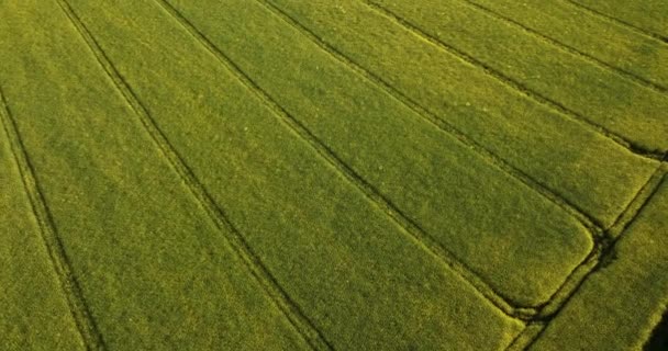 Luchtfoto Scenic Visie Een Vreedzame Agrarische Omgeving Platteland Gele Oogst — Stockvideo