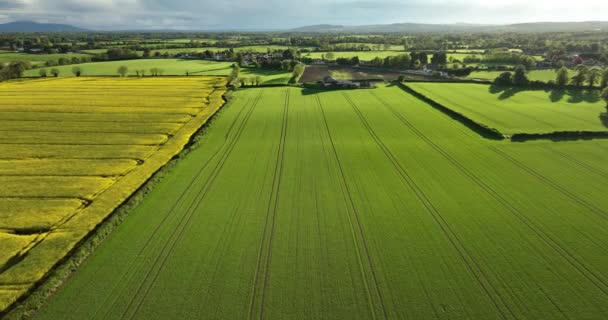 広大な土地だ 農地や農地です アイルランドのキルケニー郡の絵のような風景 高品質5K映像 — ストック動画