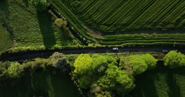美しい緑の農場のフィールドやアイルランドの木の真ん中に1車線の道路 高品質5K映像 — ストック動画