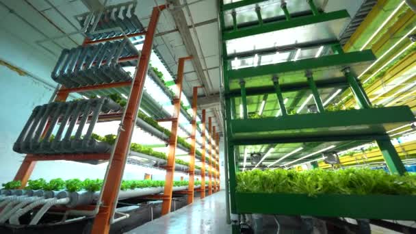 Naturalne Organiczne Warzywa Rośliny Rosną Inteligentnych Gospodarstwach Lub Szklarniach Zdrowe — Wideo stockowe