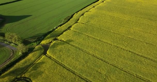 空中だ 平和な農業環境の景色 田舎の畑と黄色の作物 アイルランド 高品質5K映像 — ストック動画