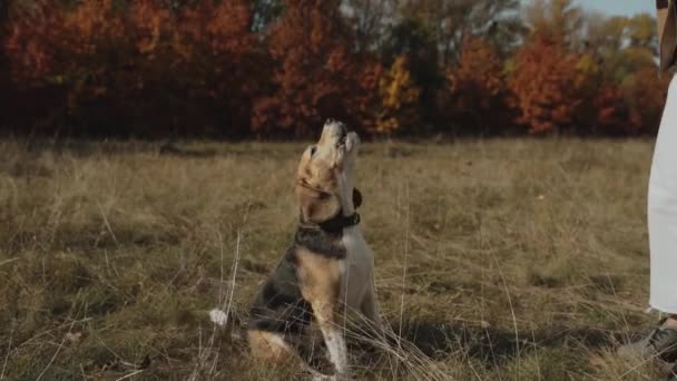 Vacker Flicka Tränar Sin Hund Beaglen Skäller Ägarnas Kommando Höstkoncept — Stockvideo