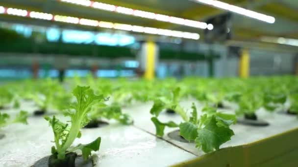Produksi Modern Atau Budidaya Tanaman Sayur Sayuran Sebuah Pertanian Vertikal — Stok Video