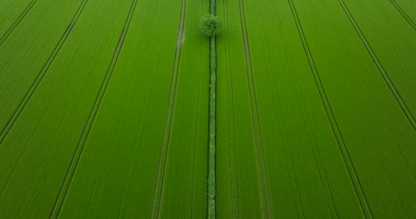 Yeşil Alanın Üzerinde Uçuyor Üst Merkezden Yeşil Alanın Görüntüsü Ağaçlı — Stok video