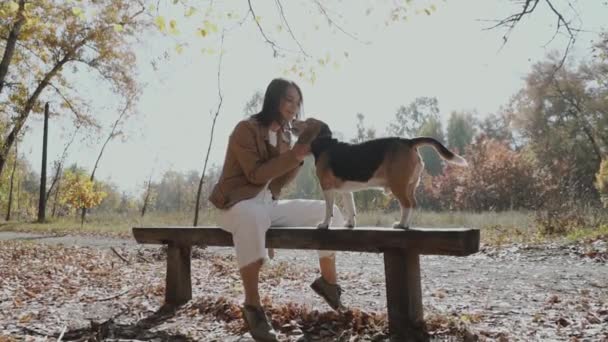 Dziewczyna Głaszcze Psa Beagle Siedząc Ławce Parku Długi Uścisk Beaglem — Wideo stockowe