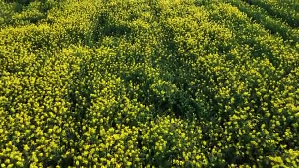 平和な農業環境の景色 田舎の畑と黄色の作物 高品質5K映像 — ストック動画