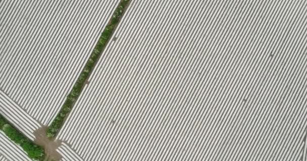 Havadan Rlanda Meyveler Için Seralar Çilekli Büyük Çiftlik Seraları Büyük — Stok video