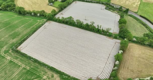 Ujęcie Szerokoformatowe Owocowe Szklarnie Irlandii Latające Nad Dużymi Szklarniami Truskawkowymi — Wideo stockowe
