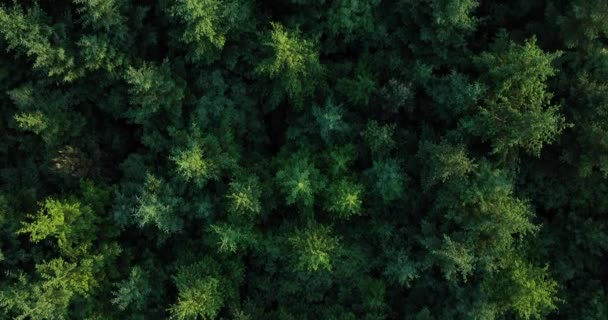 Aéreo Uma Vista Cima Para Baixo Das Coníferas Árvores Yule — Vídeo de Stock