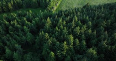 Havadan. Yükseltilmiş bir bölgedeki güzel mavi gökyüzünde enerji üretimi için bir yel değirmeni çiftliği. Rüzgar türbinleri sürdürülebilir gelişim için temiz yenilenebilir enerji üretiyor. İrlanda. 5 bin.