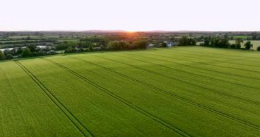 İrlanda kırsalında bir bahar akşamı parlak sarı çiçeklerdeki bir kolza tohumu tarlası çiçek açar. Güzel sarı tarla. Üst merkezden sarı alanın görüntüsü. İrlanda. Yüksek kalite 5 bin.