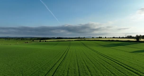 緑と黄色のフィールドを飛んでいます 農家の谷 中央から上の緑のフィールドを表示します アイルランド 高品質5K — ストック動画