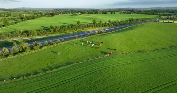 在绿地上的牛 在绿地上给牛拍空中照片 在一个繁忙的高速公路的背景下日落时一群小农场牛群在绿地上吃草 爱尔兰5K — 图库视频影像
