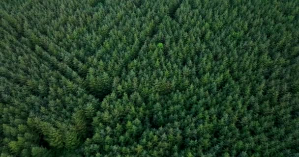 Luchtfoto Een Top Zicht Naaldbomen Yule Bomen Pijnbomen Neergeschoten Door — Stockvideo