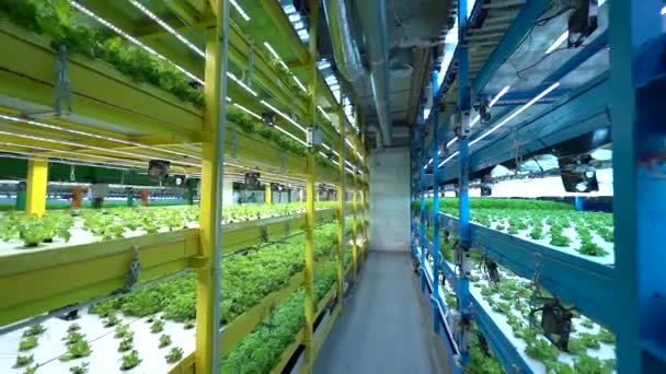 Verdure Sono Coltivate Acqua Azienda Agricola Verticale Agricoltura Verticale Agricoltura — Video Stock