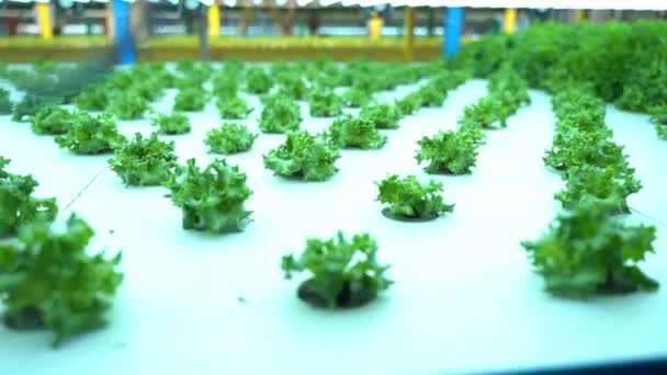 Moderní Produkce Nebo Pěstování Salátů Vertikální Farmě Produkty Bohaté Vitamíny — Stock video